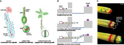Design, Modeling, Control, and Application of Everting Vine Robots